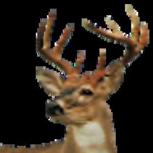 Meet your Posher, Jade